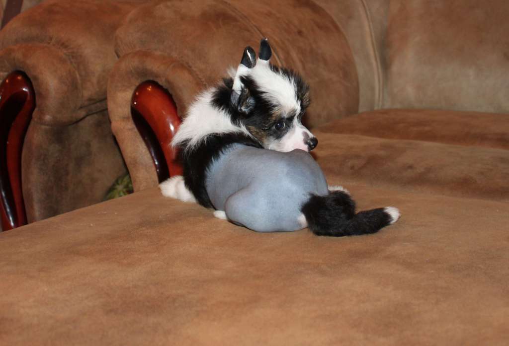 Canilay Bellatrix iz Clana Timurlana