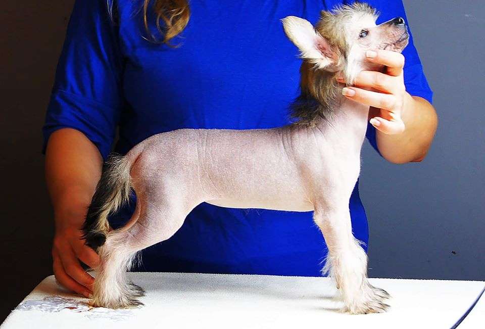 Emi La Costa Aspera Astrum