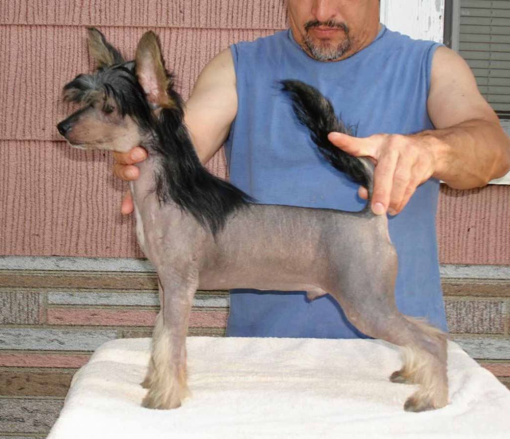 Andros Dark Knight of The Sun