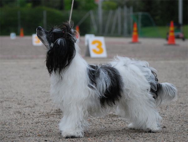 Sun Dan Magic Potion