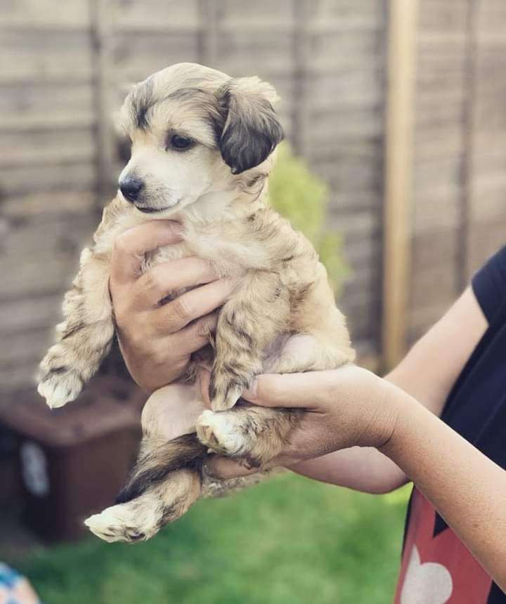 Parcauwen Dream Machine