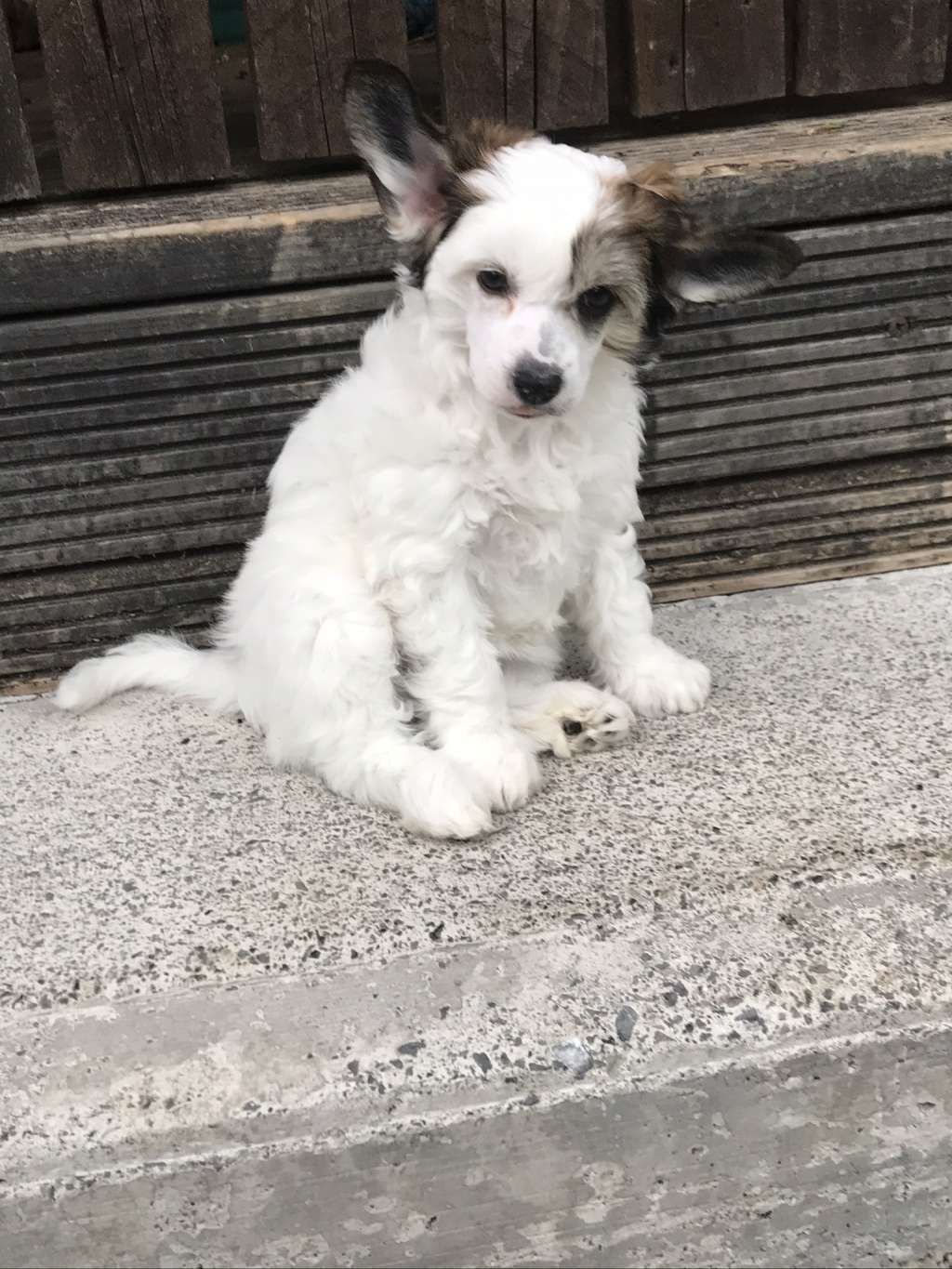 Suvinola Puffing Marvelous