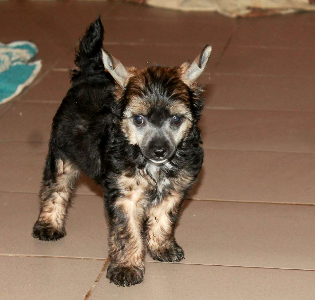 Veron .Molosos Gratzi