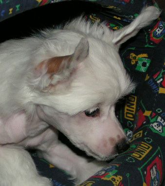 Jafari's Neva Tigerlilly