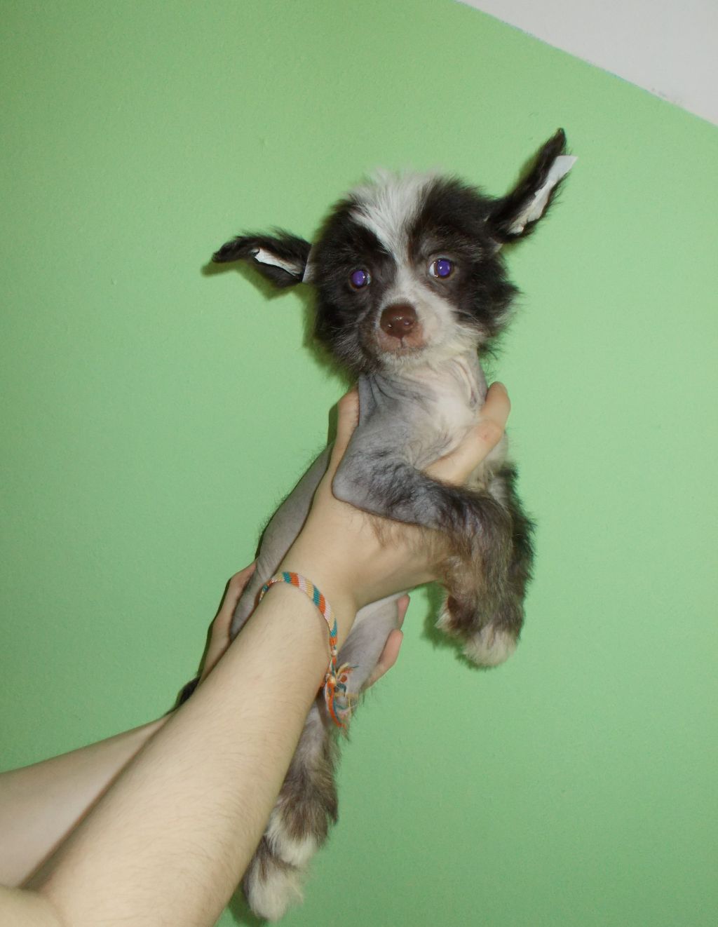 Lux Star Elou Neznoe Serdche