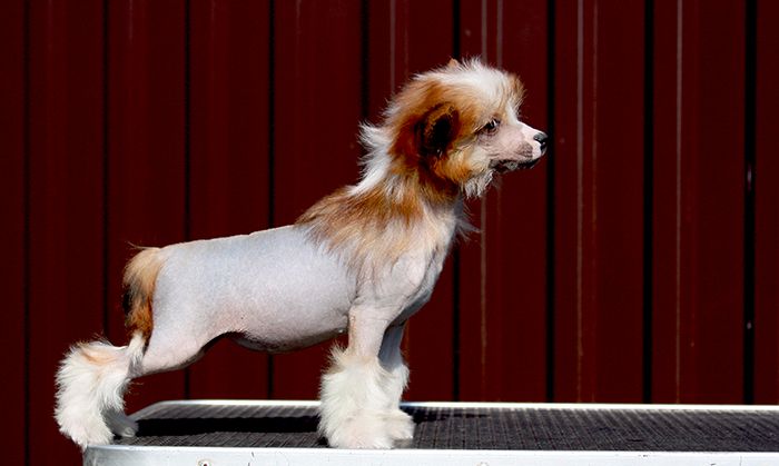 Olegro Katrin In My Hearts