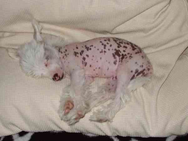 Gamla Bodens Mini Araghorn