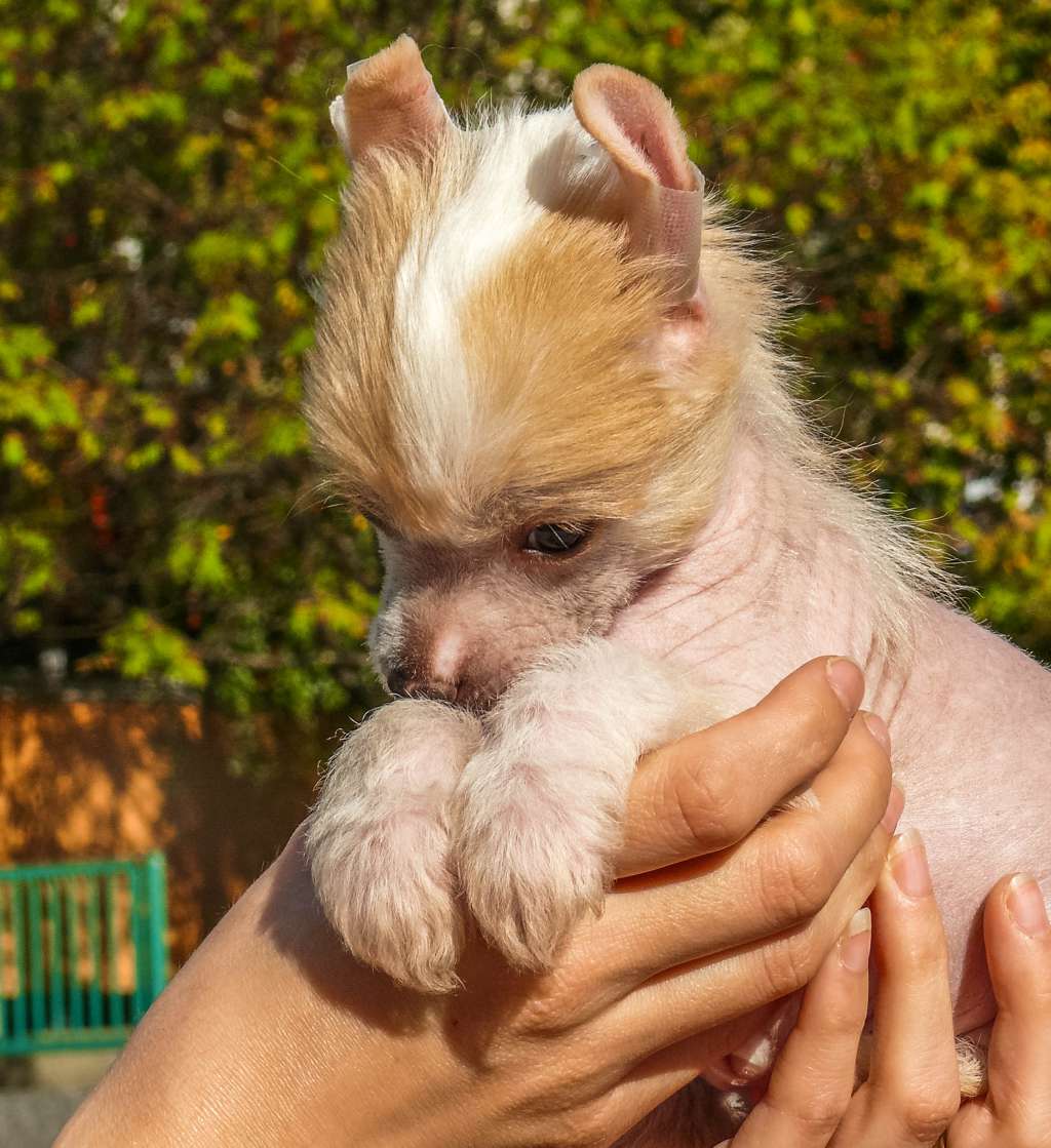 Asgard from the Land of Pangaea