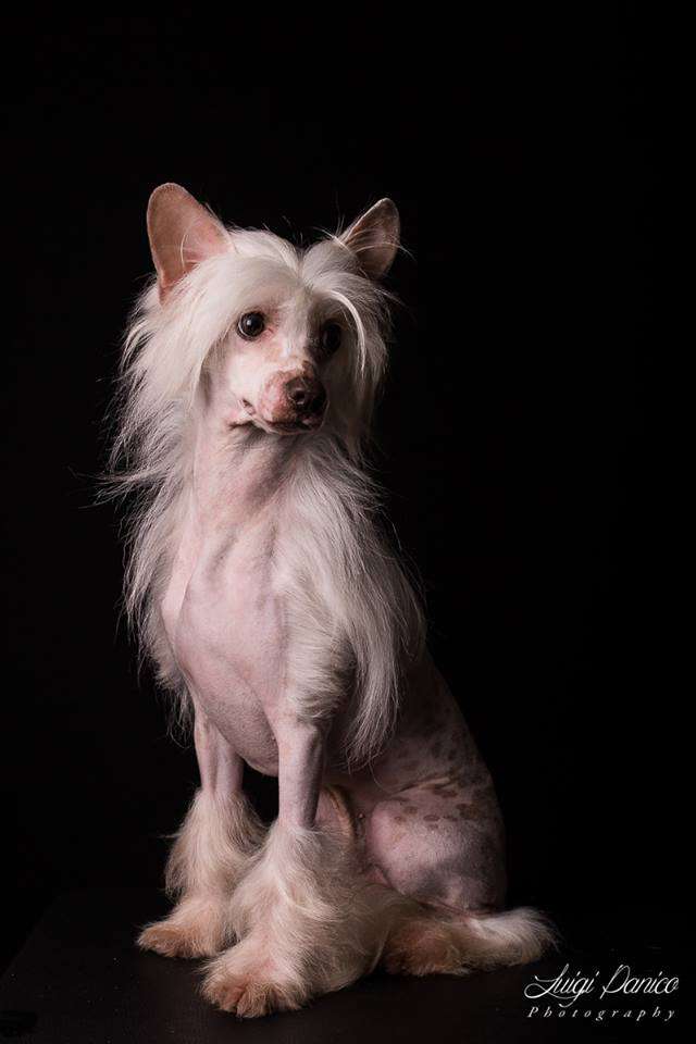 Youstar von Shinbashi