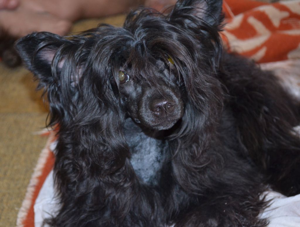 Gollend Kelula  Chernaja Jemchujinka