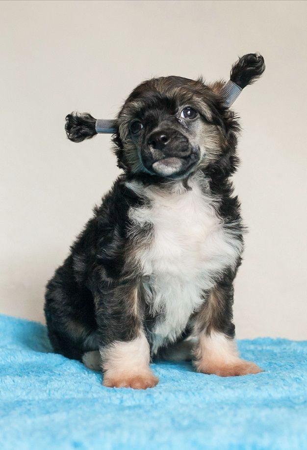 Bayard, Bright Bay Color Grazia Laila