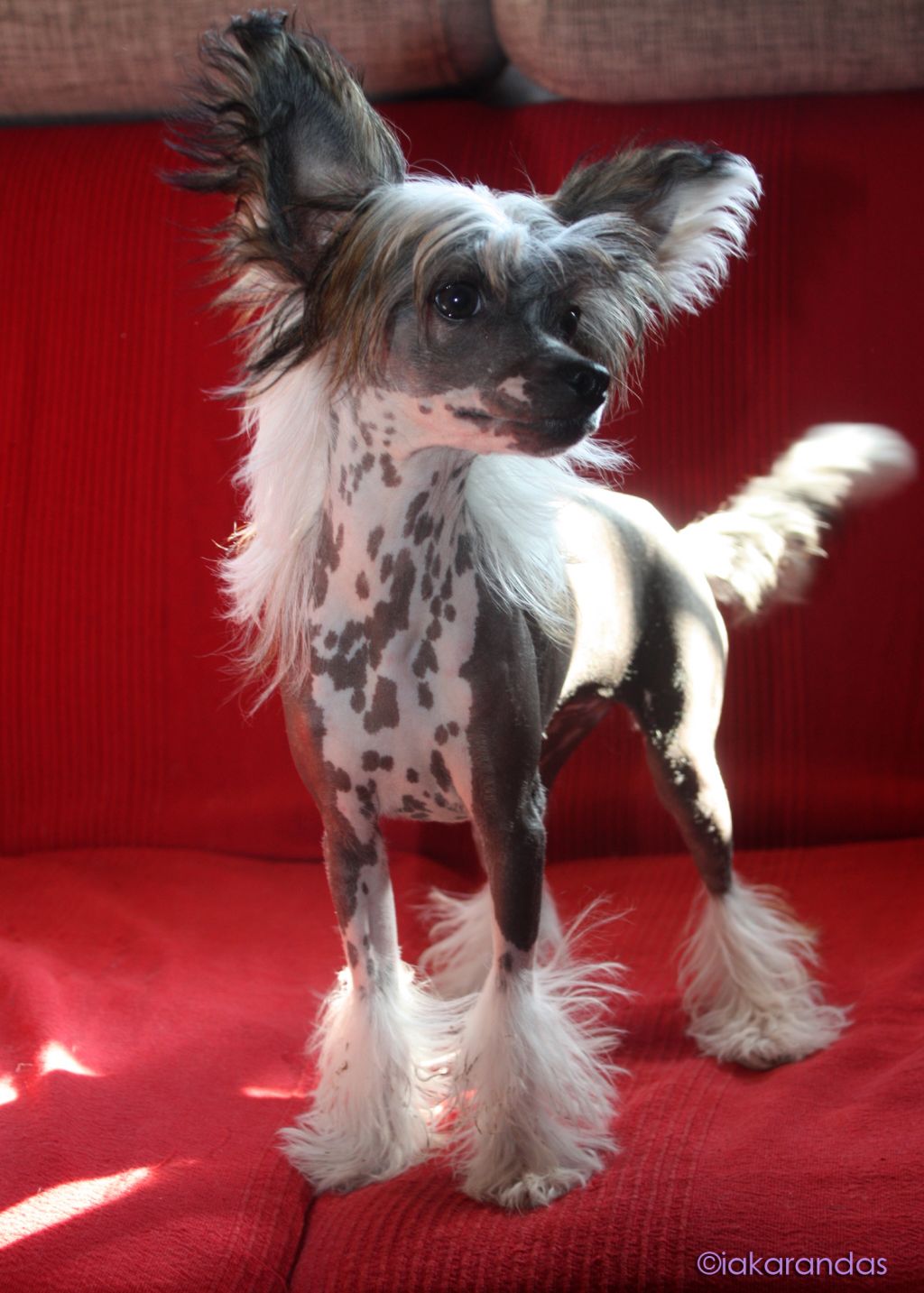 iakarandas Alegría Macarena