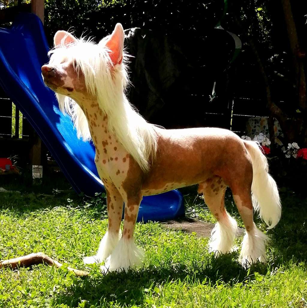 In My Mind Princes de la Roses