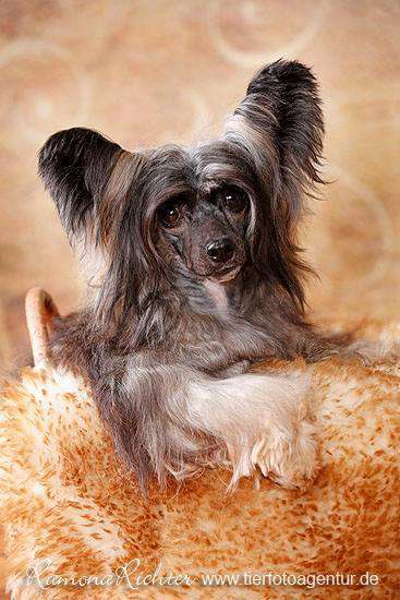 Let Me Be Your # 1 Princes de la Roses