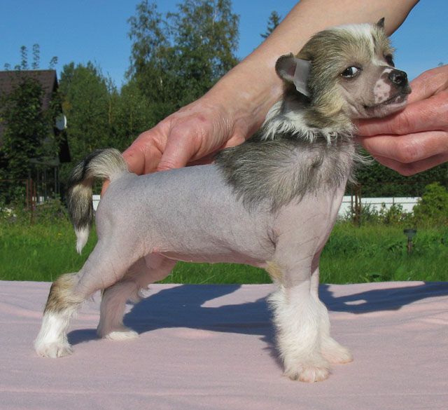 Vernisazh Mari Perry Mariotti