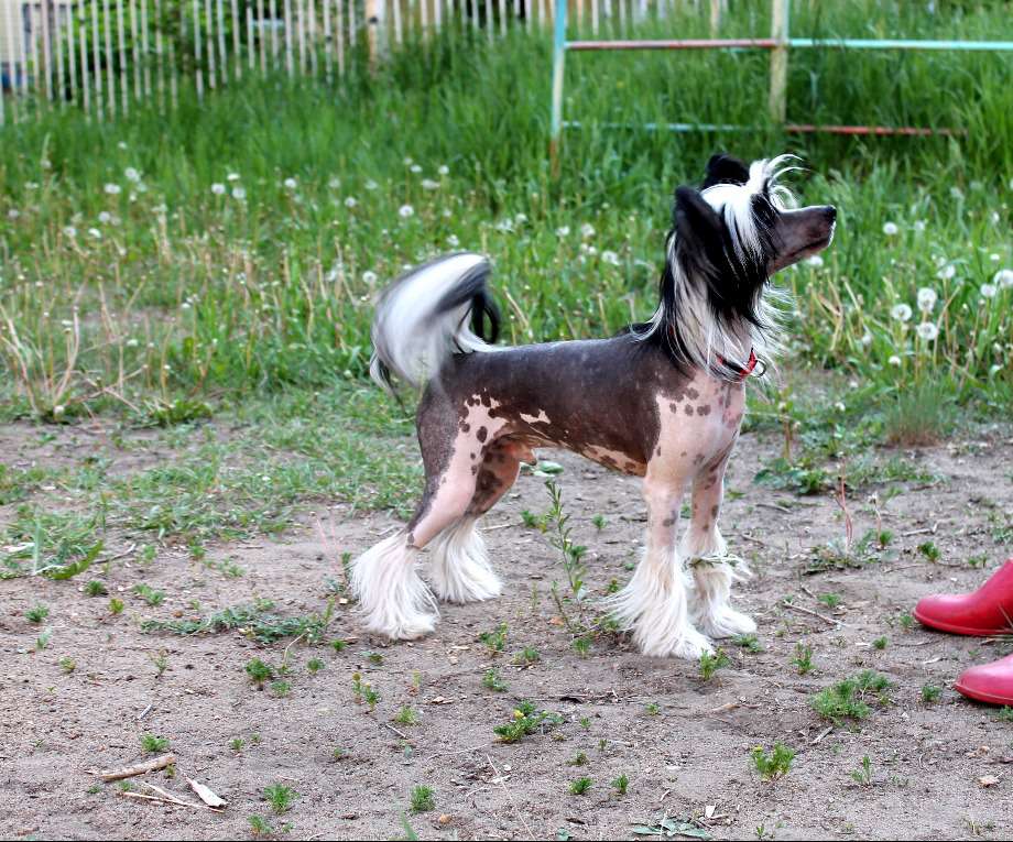 Domino Is Vishnyovogo Sada