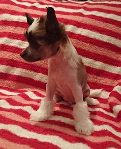 Proud Pony Rebel Yell