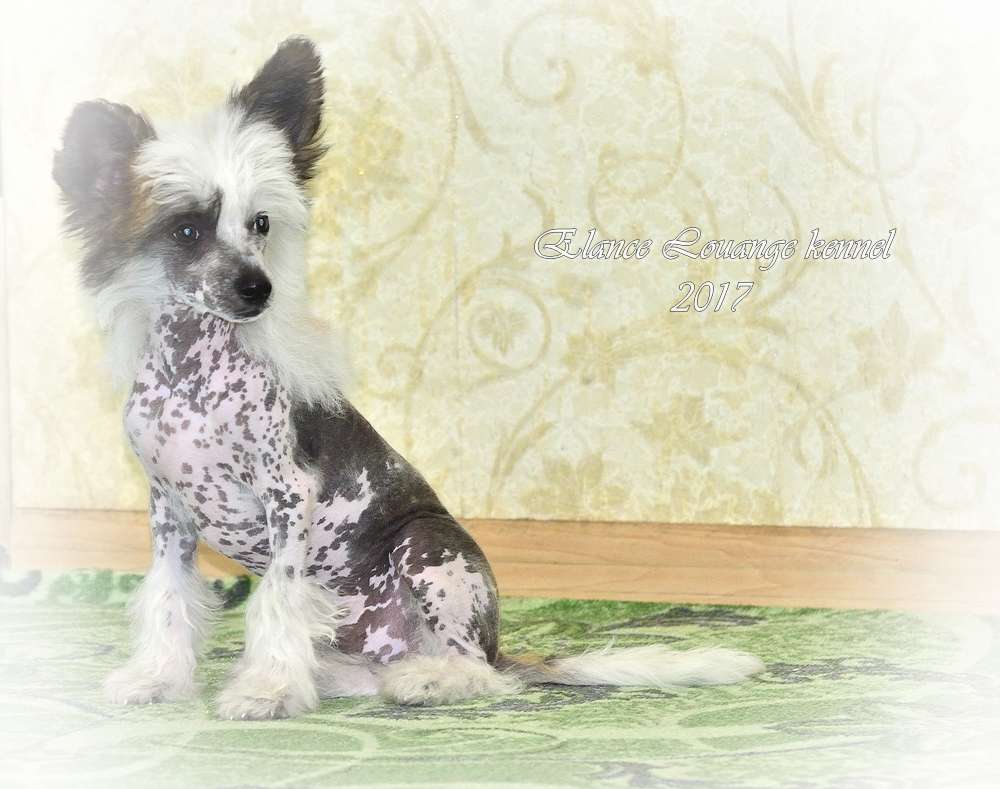 Elance Louange  Ustin Dzhus