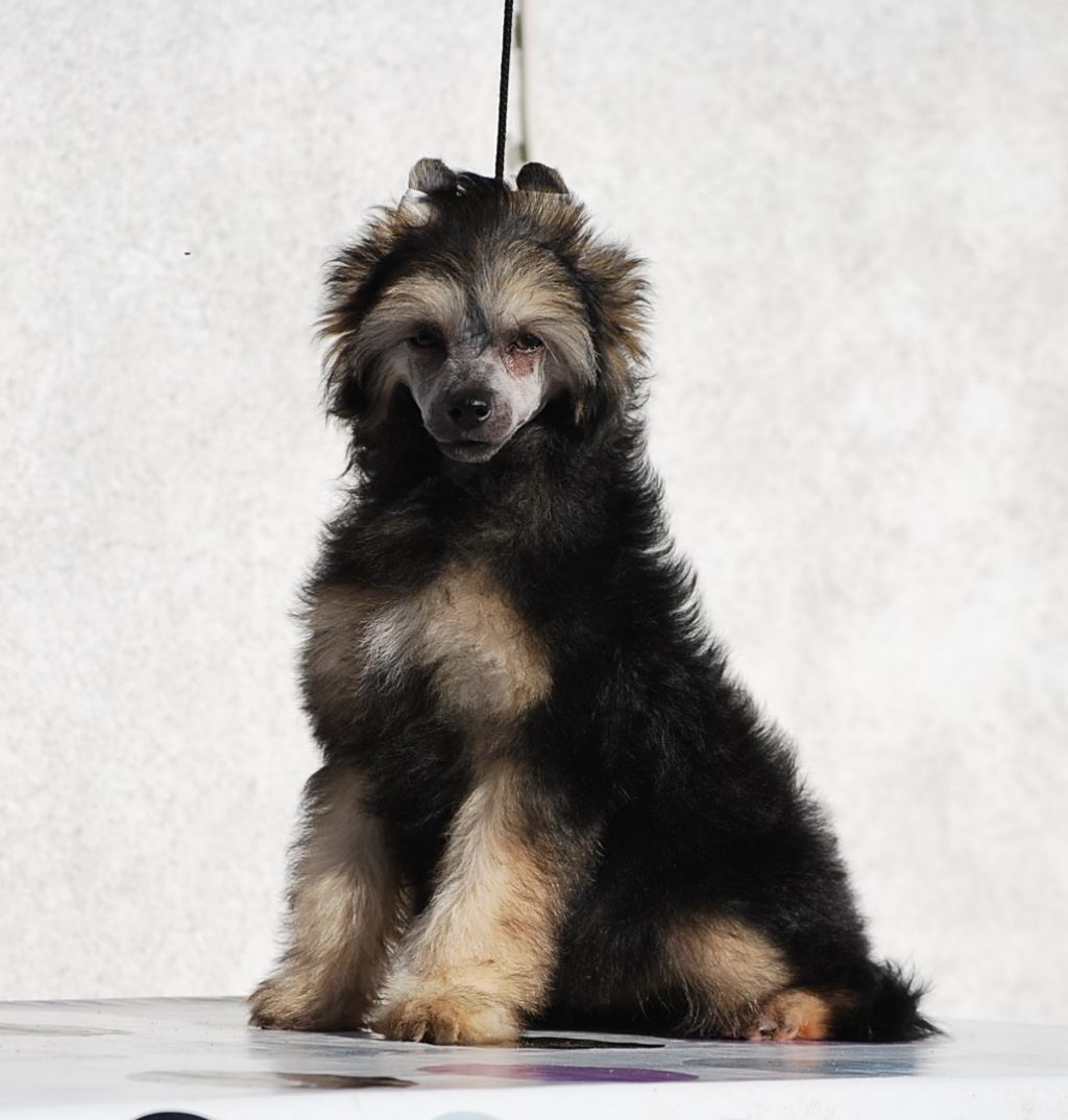 Little Dog Of Dream I'm a seductress