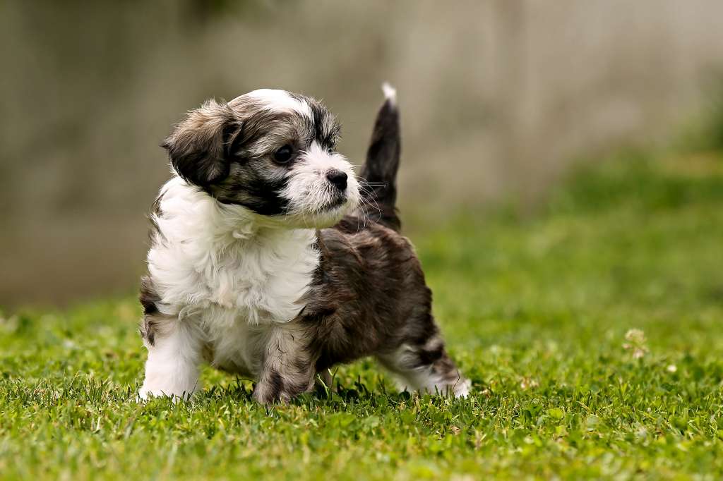 Family Song's Allegro