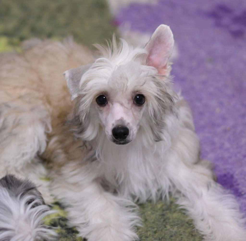 Zaika iz Sozvezdiya Khana