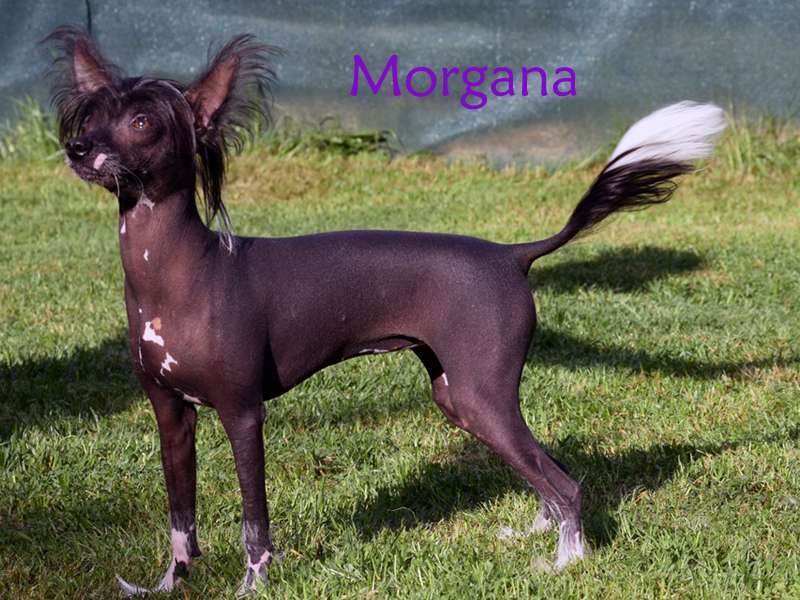 MagicDream's Morgana from *BlackFairies*