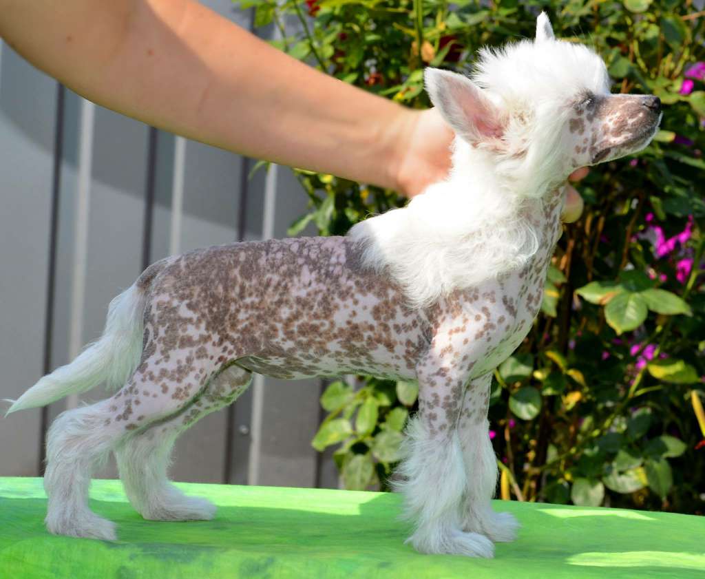 AM GCHG CH Legion Of Dream Glory Of Magic Musik Ro