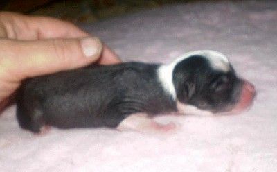 Cácorka  Ipsi Grand