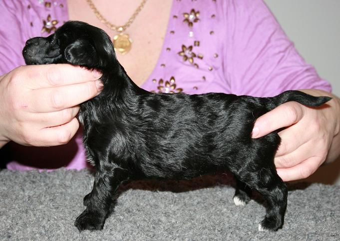 Cute and Crazy Lovis