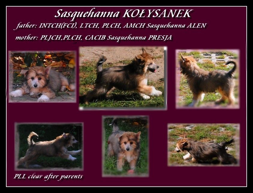 Sasquehanna Kolysanek