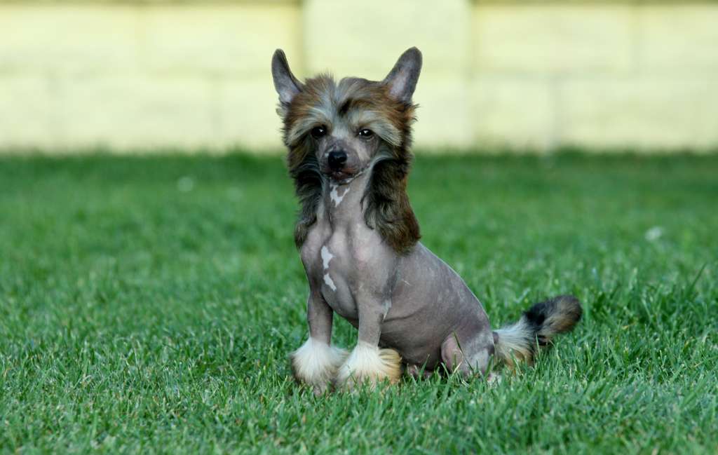 The Power Of Love  Princes de la Roses