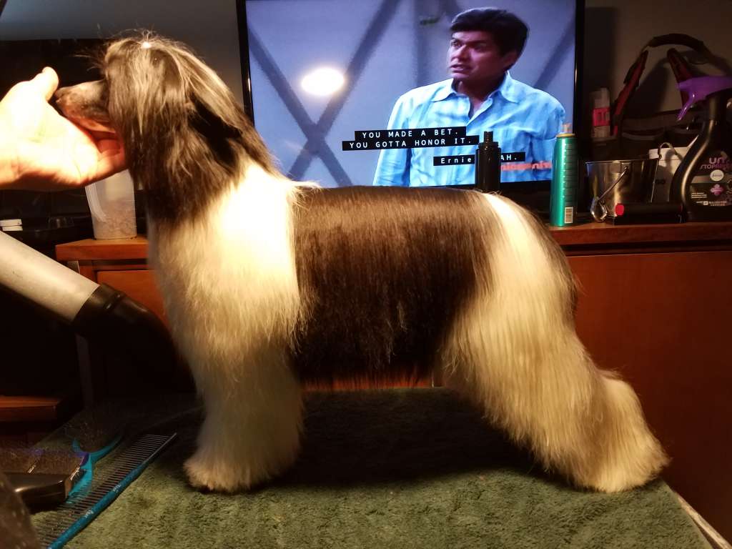 CH Sekhara N Koridawn Baby's Got Her Blue Jeans On