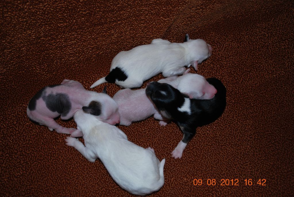 Mashama Mazi Rus Pandu