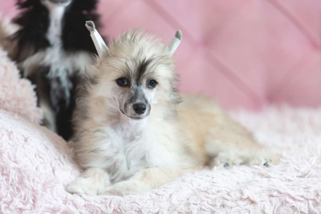 Olana s Ostrova Utrenney Zari