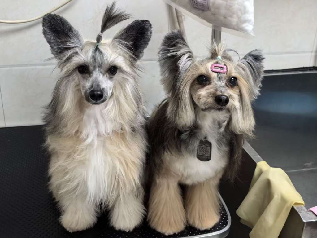 Rosa sinensis of Million