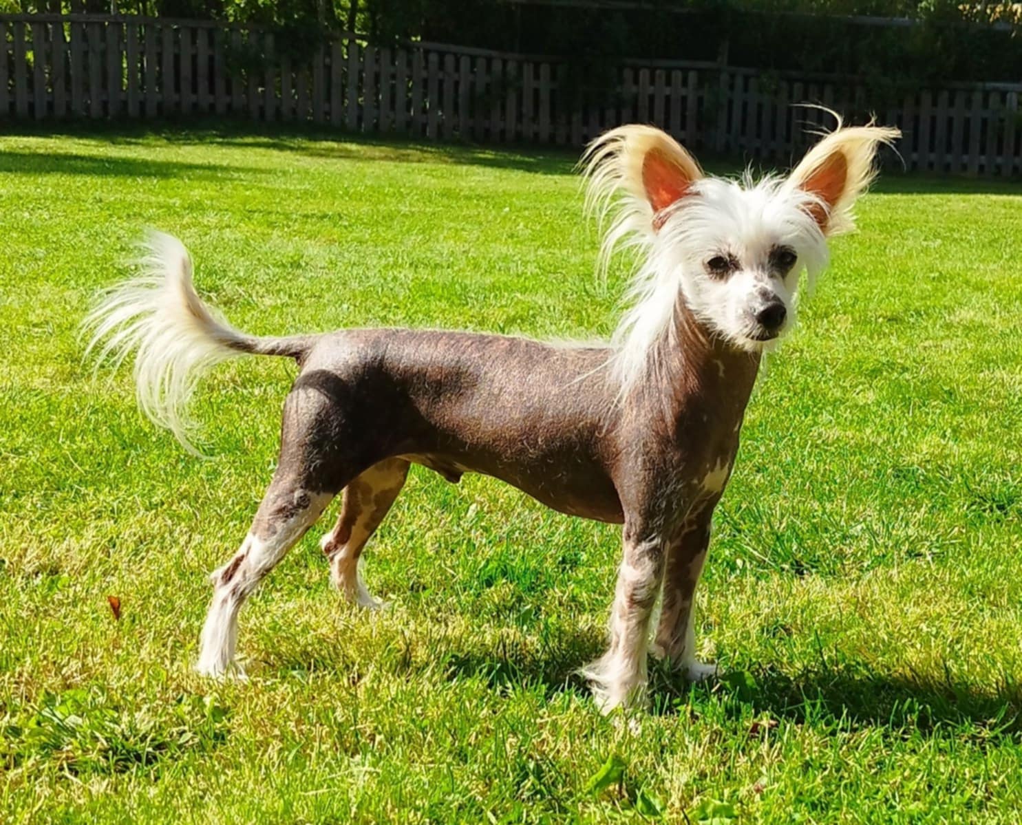 Quantum Grace Forever