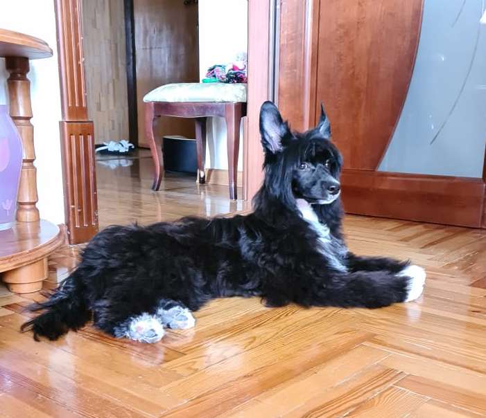 Incanto Del Mondo Tyson