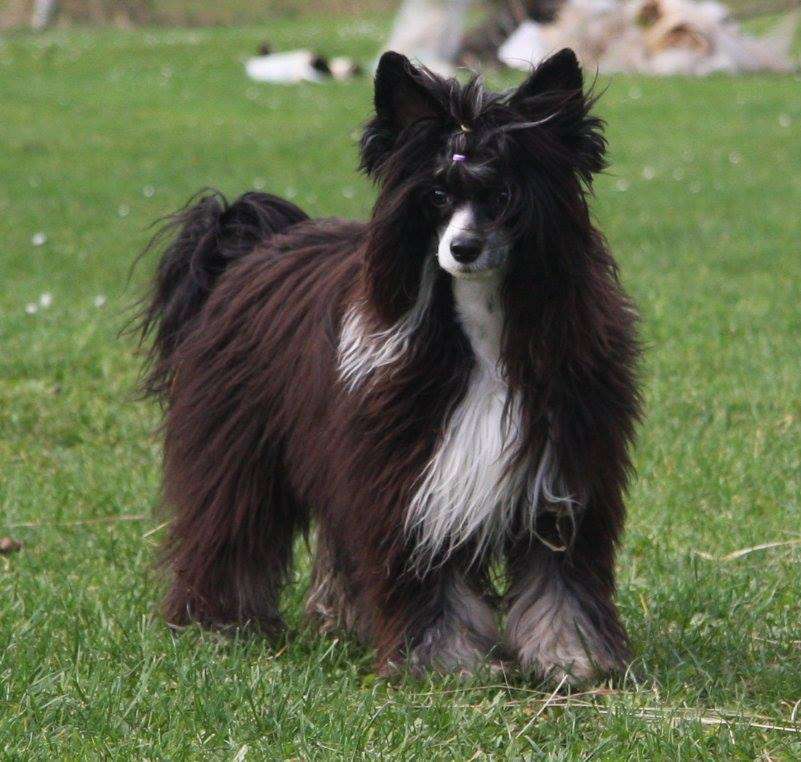 Corien z Jestrebiho kralovstvi