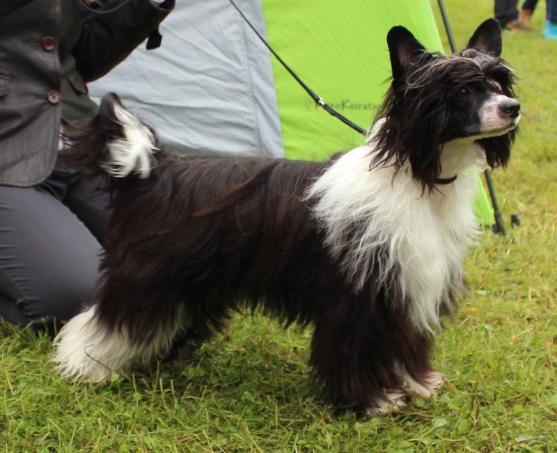 Kuminaaman Man In Black