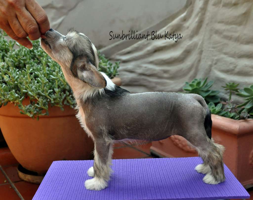 Sunbrilliant Blu Katya