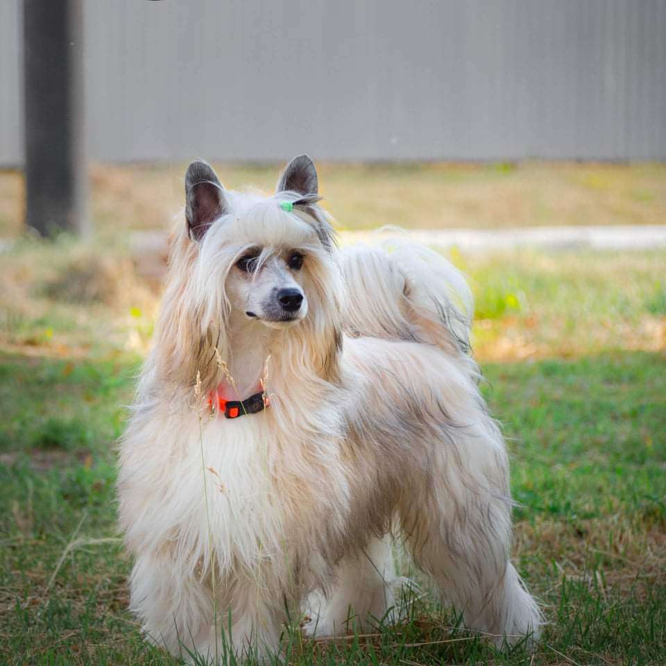 Ashantal Fan-Fan The Tulip