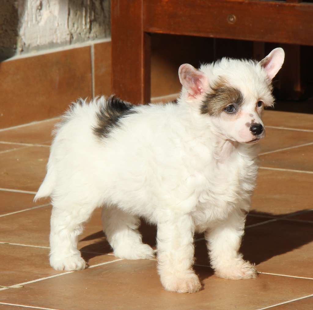 Dancer to the star de Almamasan