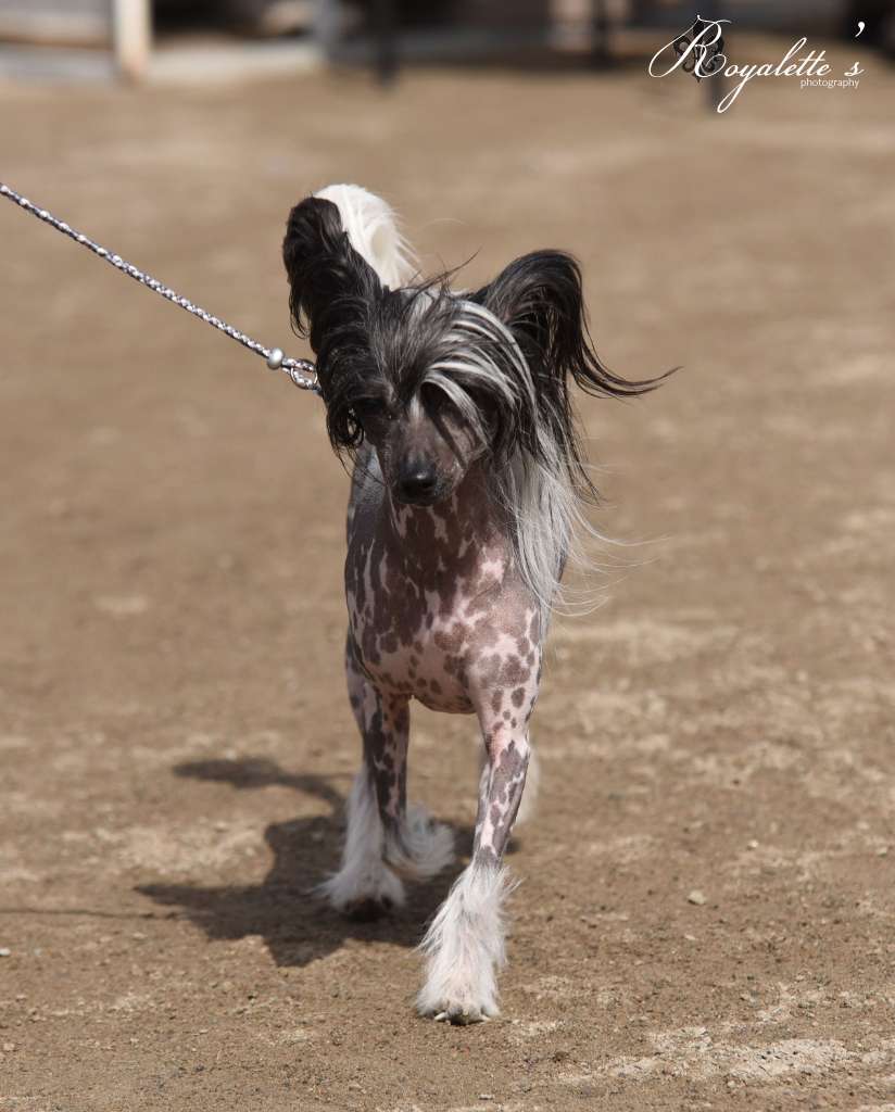 Passer-By Little Bit of Luxury