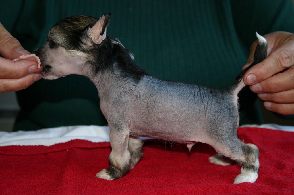 Zhannel's Elegant Romeo