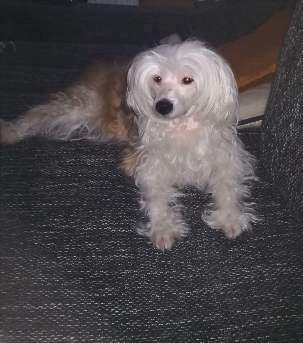 Jezinka powder Ankadi