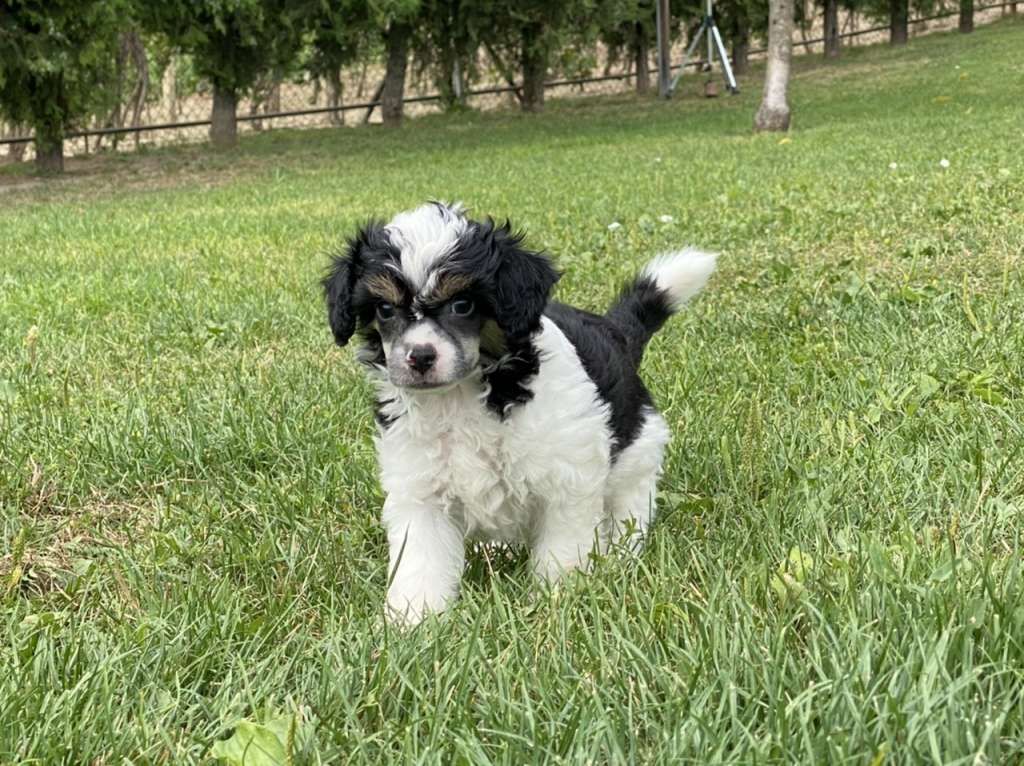 Family Song's Edmond