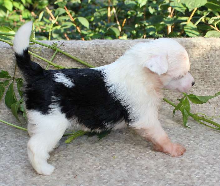 Angel O' Check Honey Bunny