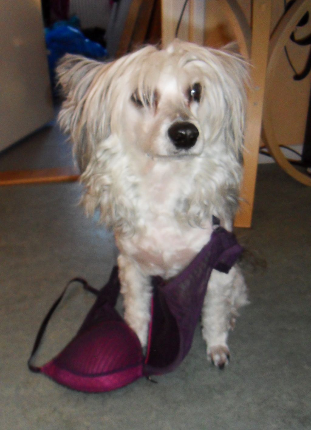 Bai Long's In Luck With A Buck