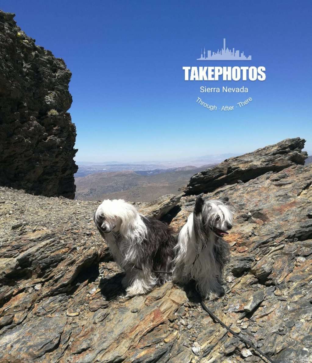 Dîndhâli Origamilys Kivennapa