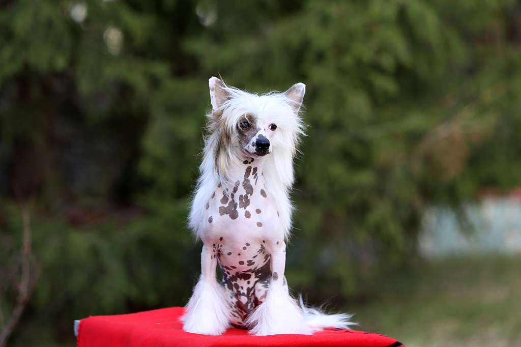 Incanto Del Mondo Timati